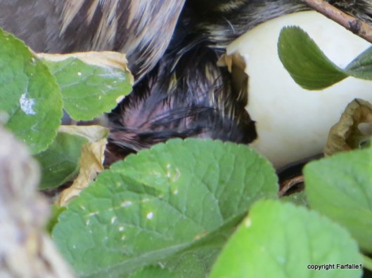 chick emerging from egg