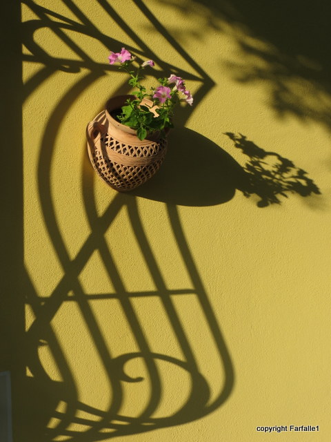 The sun finally came out.  The petunias are happy; so are we.