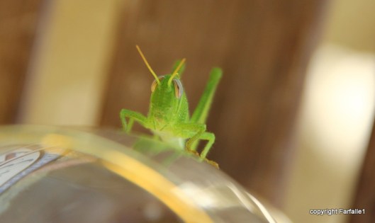 grasshopper-004