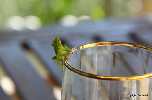 grasshopper-007