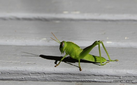 grasshopper-027