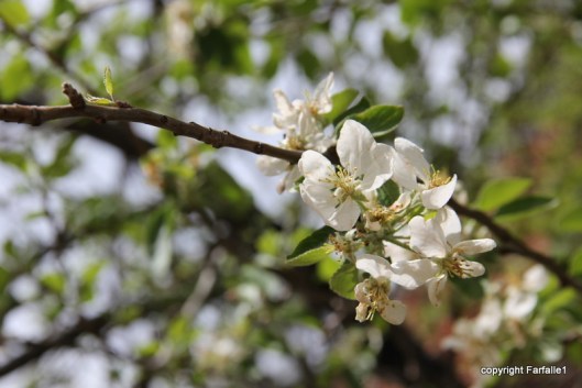 apple blossoms on hike with Elly, Fritz, Jim Oak Canyon