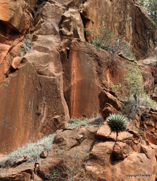 hike with Elly, Fritz, Jim Oak Canyon agave in rock-001