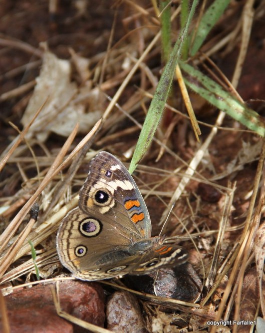 hike with Elly, Fritz, Jim Oak Canyon butterfly-002