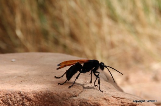 hike with Elly, Fritz, Jim Oak Canyon killer wasp