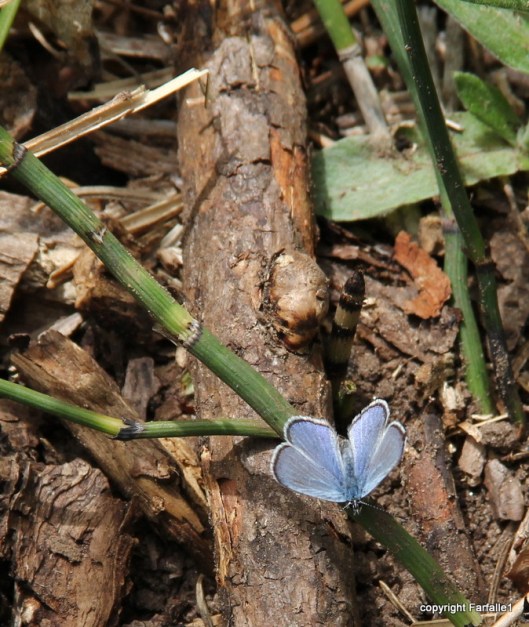 hike with Elly, Fritz, Jim Oak Canyon little butterfly-002