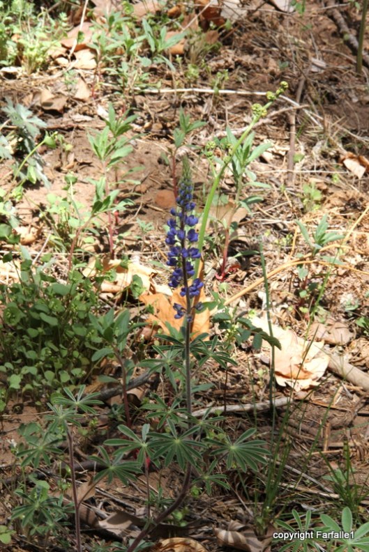hike with Elly, Fritz, Jim Oak Canyon lupin
