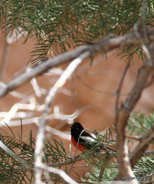 hike with Elly, Fritz, Jim Oak Canyon painted redstart