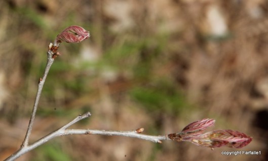 2hike with Elly, Fritz, Jim Oak Canyon
