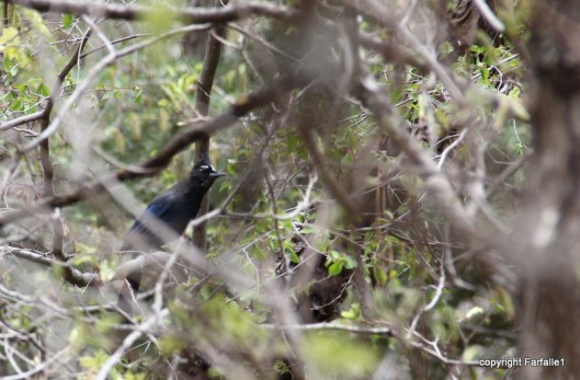 hike with Elly, Fritz, Jim Oak Canyon stellar jay-002