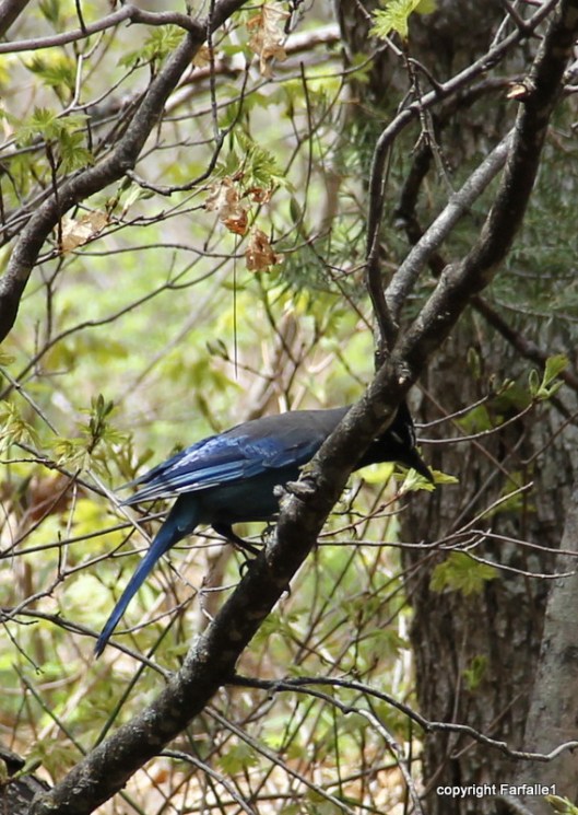 hike with Elly, Fritz, Jim Oak Canyon stellar jay-006