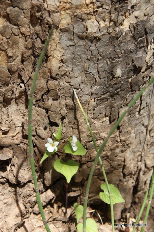 hike with Elly, Fritz, Jim Oak Canyon violets