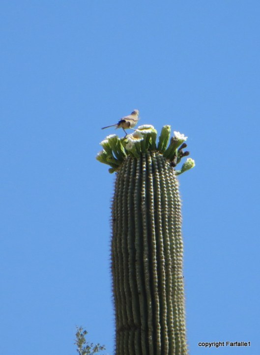 cactus wren on saguaro flower