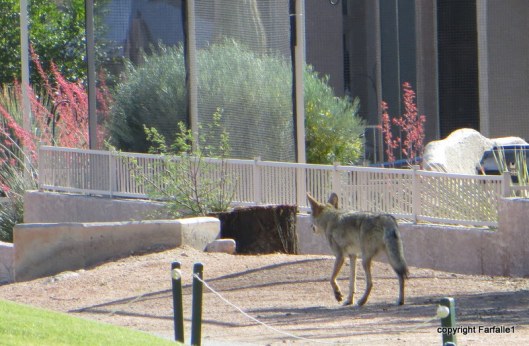 coyote-001