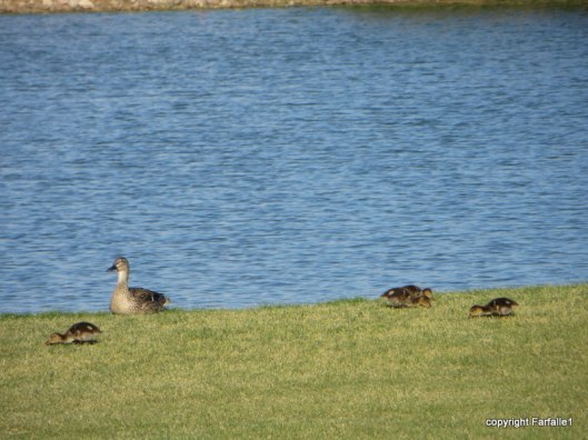 ducklings