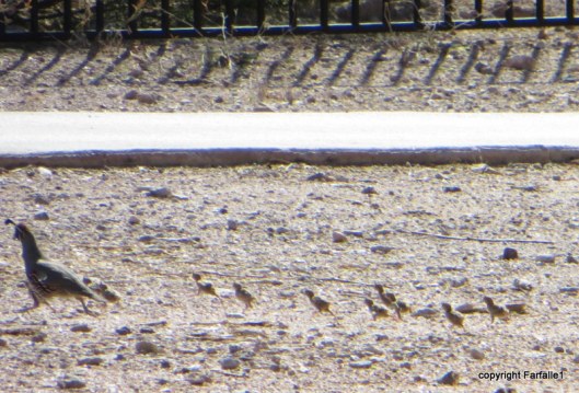 freshly tatched quail