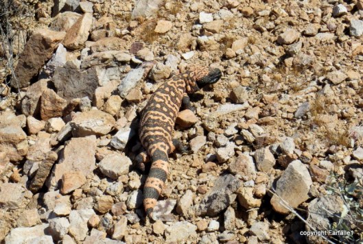 gila monster