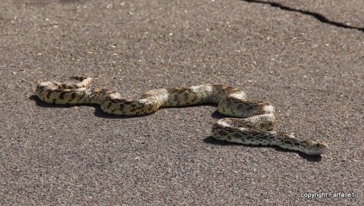 gopher snake
