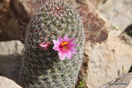 little cactus in bloom
