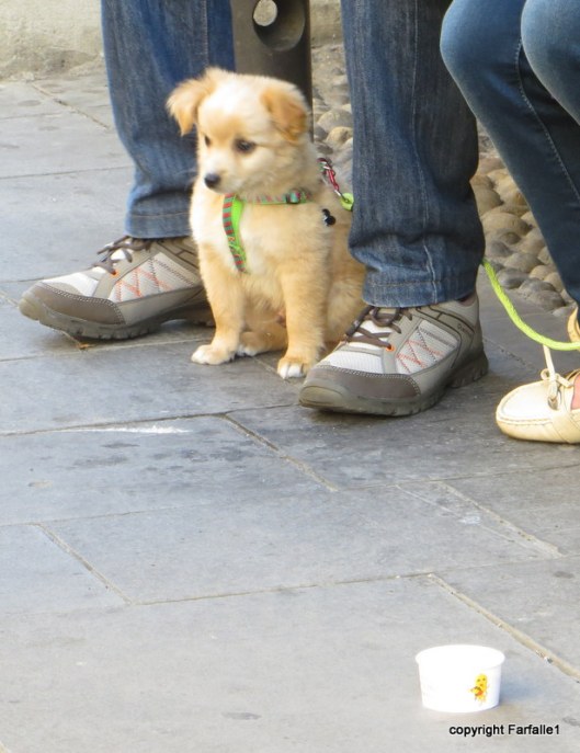 littlel pup and his ice cream cup