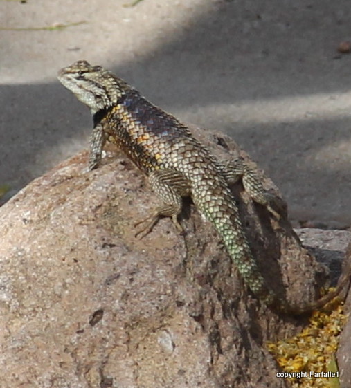 mountain spiney lizard-002