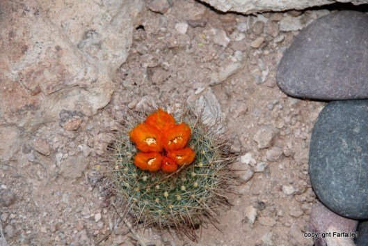 orange bedroom cactus flower
