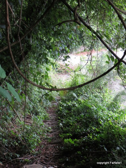 branches waiting to grab