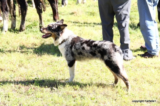 brindle cow dog-001
