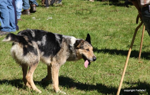 brindle dog with tongue out