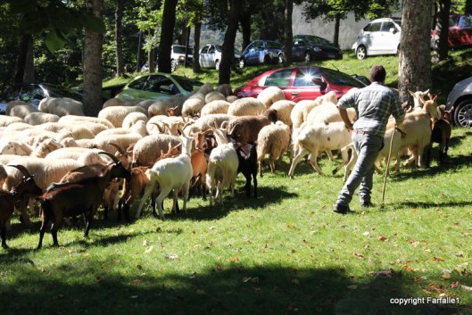 corraling the sheep and goats