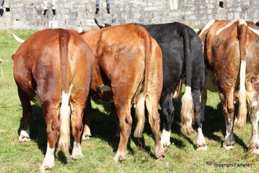 cow backsides