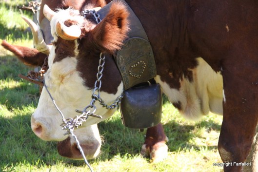 pezzata rossa di oropa