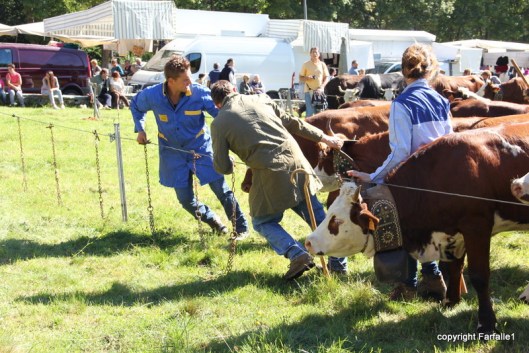 pezzata rossa di oropa chaining them up-003