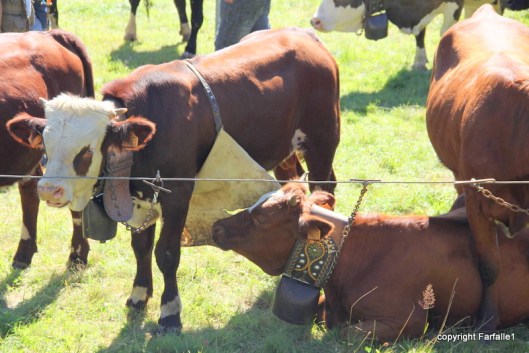 pezzata rossa di oropa finding shade