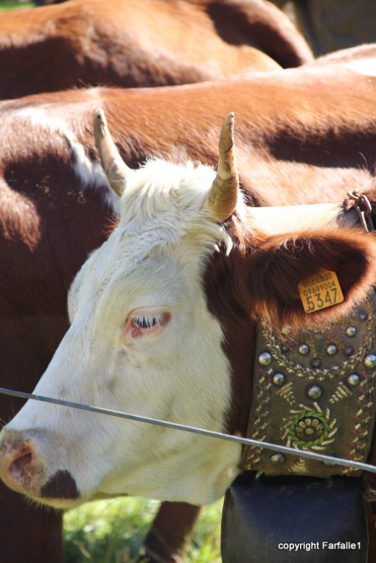 pezzata rossa di oropa leather collar