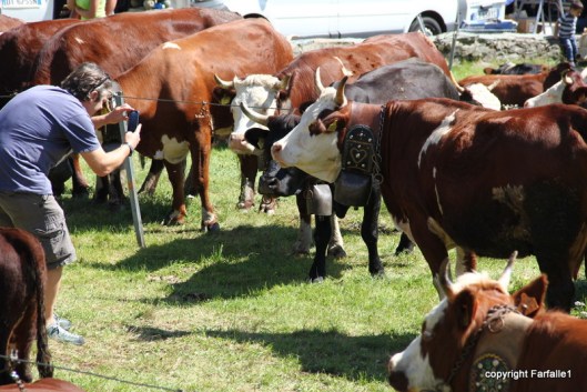 pezzata rossa di oropa posing for photographer