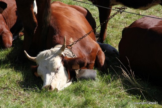 pezzata rossa di oropa tired
