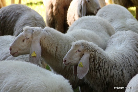 sheep egyptian profile