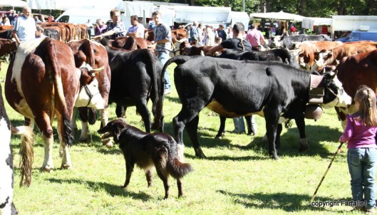 watchful dog and young cowherd