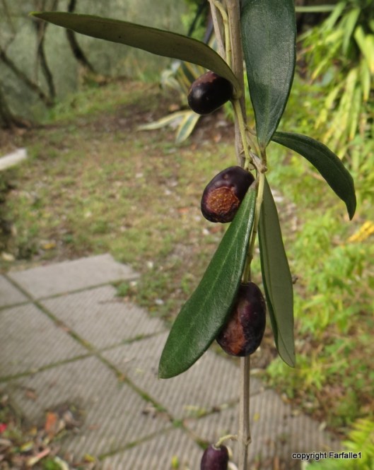 Fruit showing both the rusty disease and puncture wounds from egg-laying