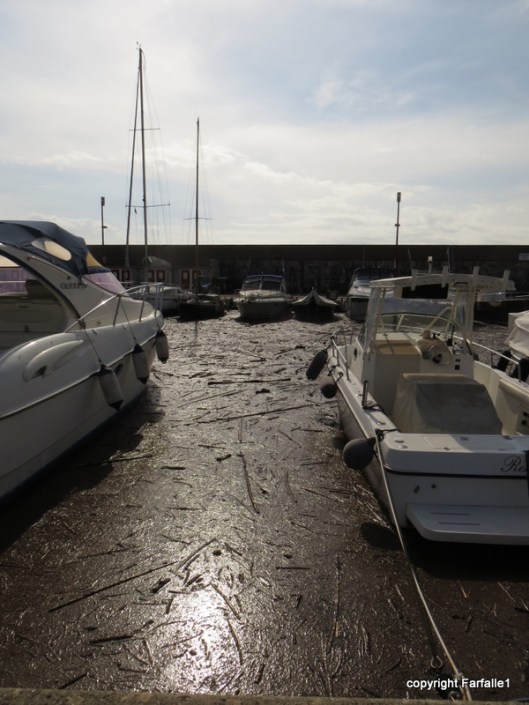 flotsam and jetsam in port-001