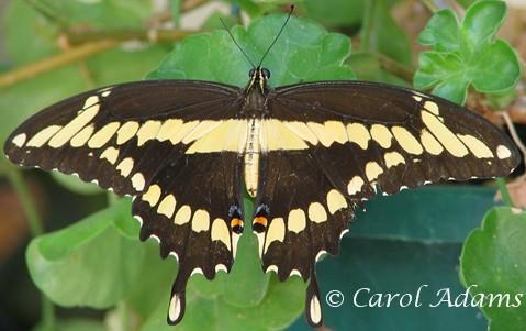 Photo copyright Carol Adams