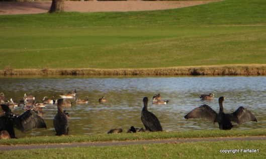 cormorants and widgeons