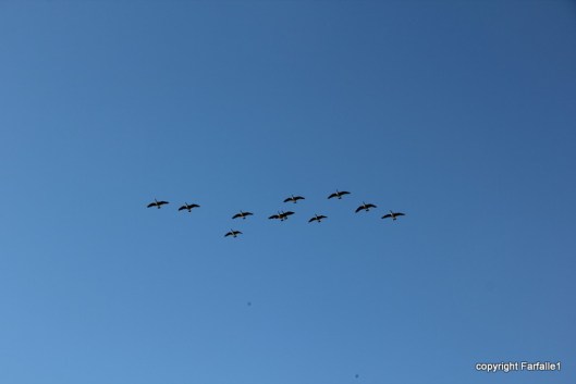 Geese overhead in Utah