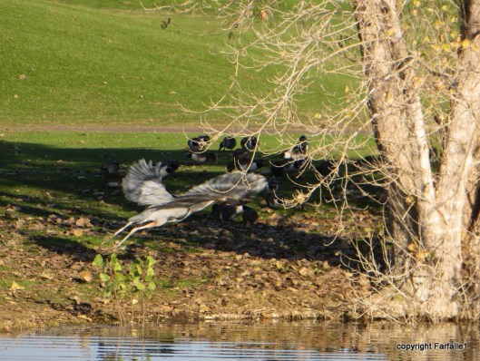 great blue flies away
