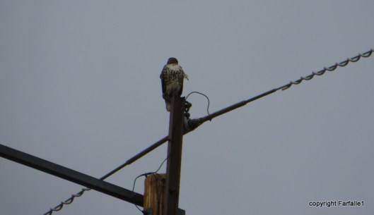 hawk on a wire