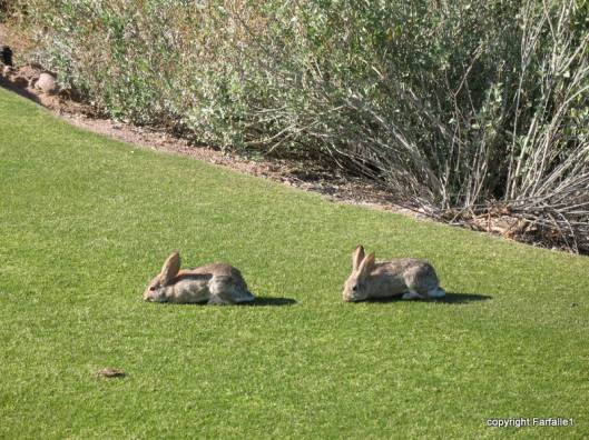 Rabbits at Painted Mountain