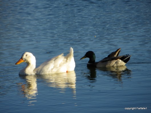 Goose and mallard, Mountain Brook