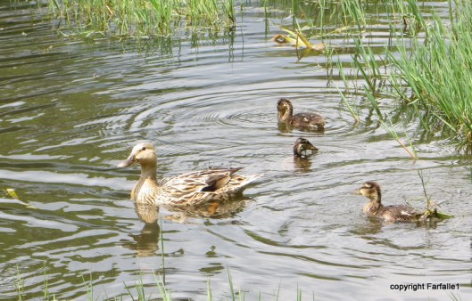 Mama duck with her babies, Rapallo