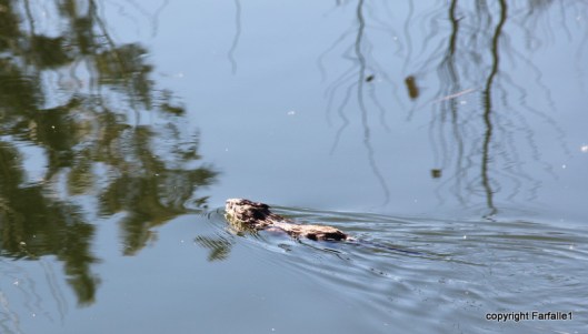 A muskrat (?) in Utah
